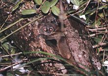 Small-footed Sportive Lemur