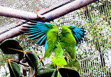 Amazonka niebieskoskrzydła