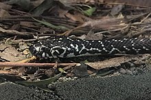 Broad-headed snake