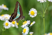 Graphium sarpedon