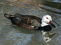 White-winged duck