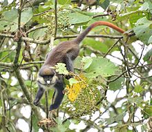 Red-tail (Black-cheecked ) Monkey