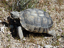 Desert tortoise