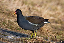 Gallinula chloropus