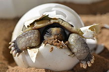 Desert tortoise