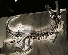 Especímenes de Tyrannosaurus rex