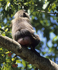 Macaque maure