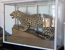 Barbary leopard