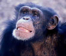 Gemeiner Schimpanse