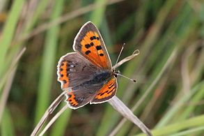 Lycaena phlaeas