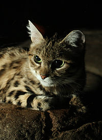 African Black-footed Cat