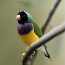 Gouldian finch