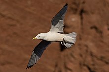 Black-legged kittiwake