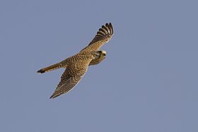 Kestrel