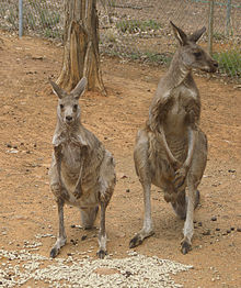 Eastern grey kangaroo