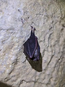 Lesser horseshoe bat