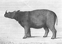 Sumatran (Two-horned) Rhinoceros