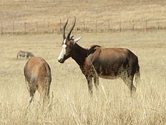 Blesbok