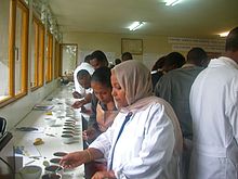 Coffee production in Ethiopia