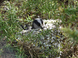 Long-tailed tit