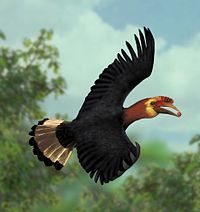 Walden's hornbill