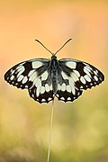 Melanargia galathea