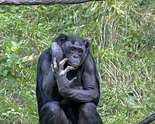 Szympans karłowaty