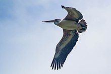 Spot-billed pelican