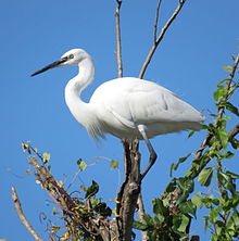 Egretta garzetta