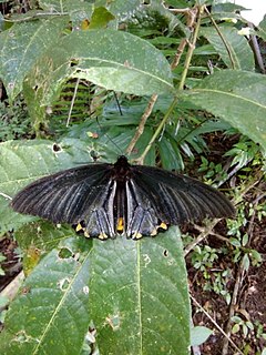 Troides hypolitus