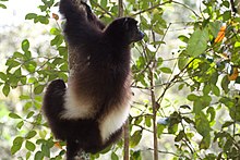 Edwards-Sifaka