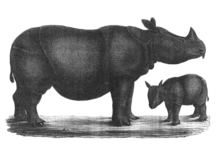 Nosorożec jawajski