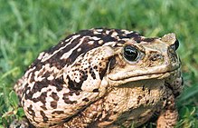 In Fifties Britain Injecting A Small Toad Was Seen As The Most Reliable Pregnancy Test