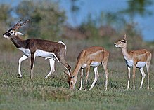 Antilope cervicapre