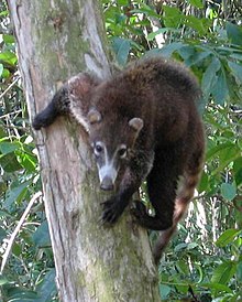 Coati à nez blanc