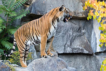 Indochinesischer Tiger