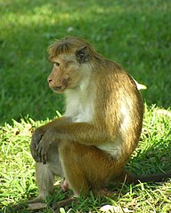 Macaque à toque