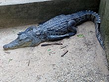 Crocodile nain