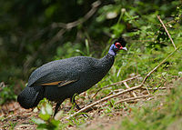 Crested guineafowl