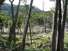 North American beaver