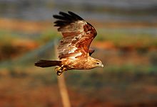 Brahminy kite