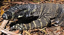 Varanus