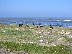 Blesbok