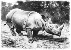 Nosorożec sumatrzański