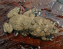 Yellowbelly Toad