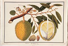 William Farquhar Collection of Natural History Drawings