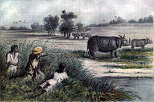 Javan (One-horned) Rhinoceros