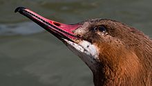 Common merganser