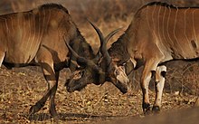 Riesen-Elenantilope