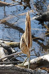 Eurasian bittern